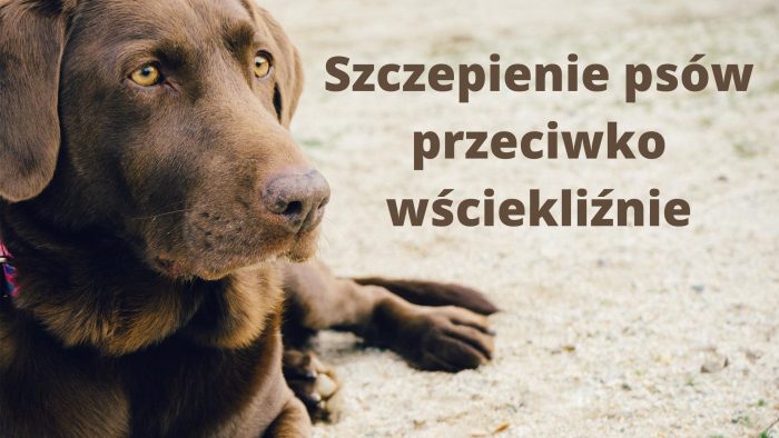 Miniaturka artykułu Szczepienia przeciw wściekliźnie