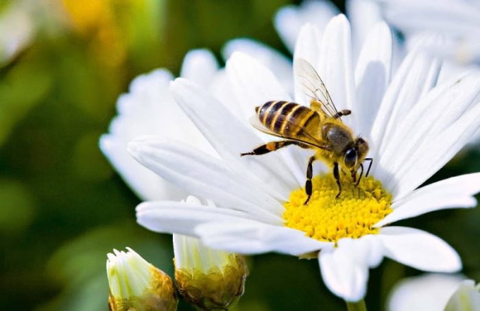 Miniaturka artykułu Chrońmy pszczoły i inne zapylacze!