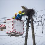 Pielęgnacja gniazd_infopress