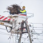 Pielęgnacja gniazd_infopress