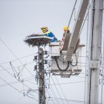 Pielęgnacja gniazd_infopress