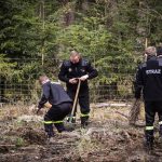 Sadzenie lasu z jednostkami OSP