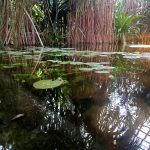 SP Przedmoście_palmiarnia