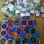 Kluby Seniora w Ruszowicach i Serbach nie narzekają na nudę